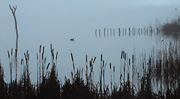 coot on water in mist