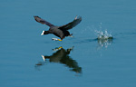 coot running over water
