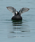 coot wing-flapping