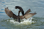 cormorants fighting