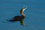 cormorant tossing fish
