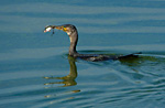 cormorant with fish