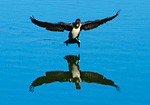 cormorant landing on water