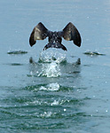 cormorant taking off from water