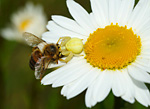 pale crab spider with honeybee prey on oxeye daisy