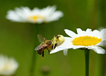 pale crab spider with honeybee prey on oxeye daisy
