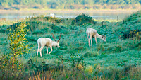 two Fallow Deer whitebucks