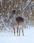 Fallow Deer in snow