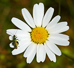 flower-beetle on oxeye daisy