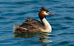 great crested grebe  carrying chick