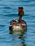 great crested grebe carrying chick