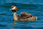 great crested grebe carrying chicks