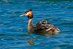 great crested grebe carrying chicks
