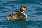 great crested grebe carrying chick