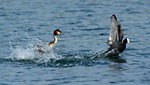 great crested grebe chasing coot