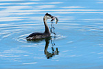 great crested grebe juvenile with fish
