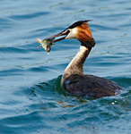 great crested grebe with fish
