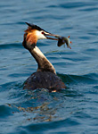 great crested grebe with fish
