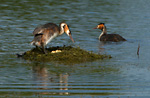 great crested grebe on nest with eggs