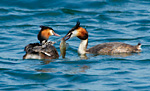 great crested grebe pair feeding chicks