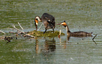 great crested grebe pair building nest