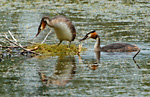 great crested grebe female on nest inviting male to mate