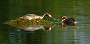 great crested grebe pair pass feathers for newly-hatched chick