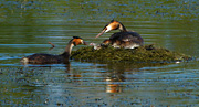 great crested grebe pair with newly-hatched chick
