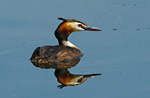great crested grebe with reflection