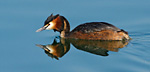 great crested grebe male in treat pose