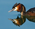 great crested grebe male in treat pose