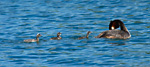 great crested grebe female with three chicks on water