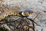 grass snake head