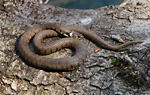 grass snake on bark