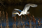 great egret in flight