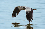 grey heron flypast