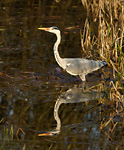 grey heron with reflection