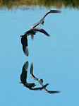 grey herons in flight chase with reflection
