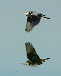 grey heron in flight with reflection