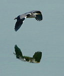 grey heron in flight with reflection
