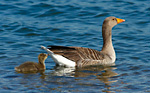 greylag goose with young gosling