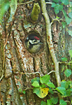 great spotted woodpecker juvenile at nest-hole