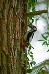 great spotted woodpecker at nest-hole