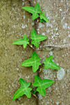 ivy leafy sprig
