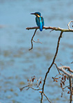 kingfisher on alder branch