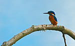 kingfisher on Alder bough
