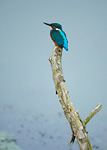 kingfisher on dead branch