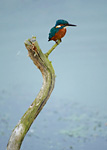 kingfisher on dead branch