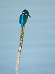 kingfisher on old twig