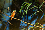 kingfisher on dead reed
